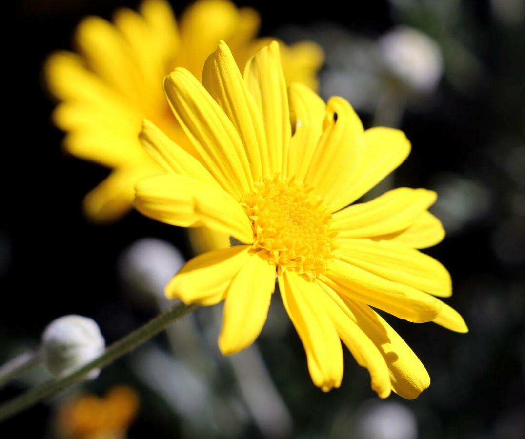 Agriturismo Un Mare Di Fiori Villa Ventimiglia Eksteriør bilde